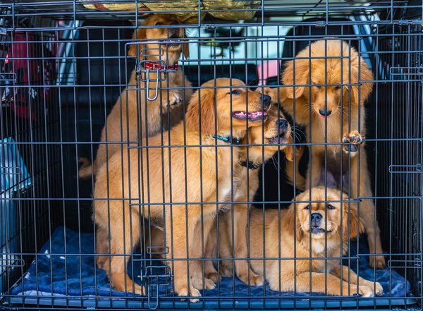 What role does positive reinforcement play in training my dog effectively?