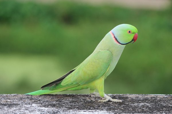 What is the importance of spaying or neutering my cat, and when should it be done?