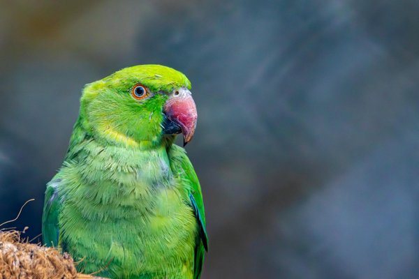 Essential Training for UK Wildlife Volunteers: How to Rescue Oil Spill-Affected Birds