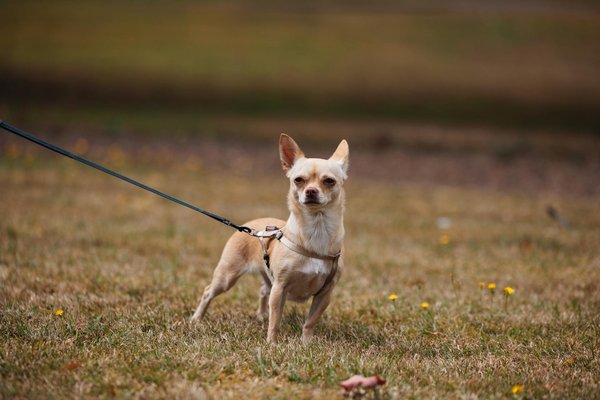 What should I know about feline pregnancy and caring for a pregnant cat?